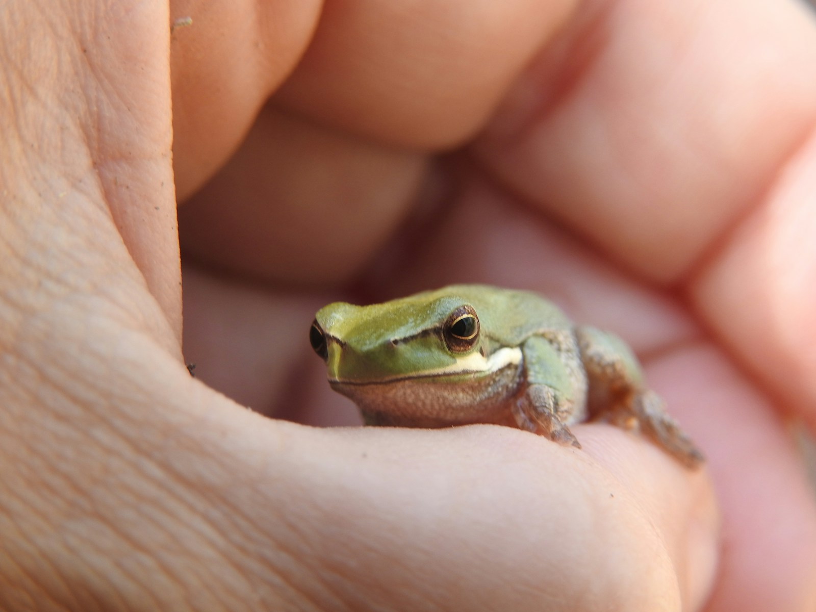 selective focus photography of person holding green frog