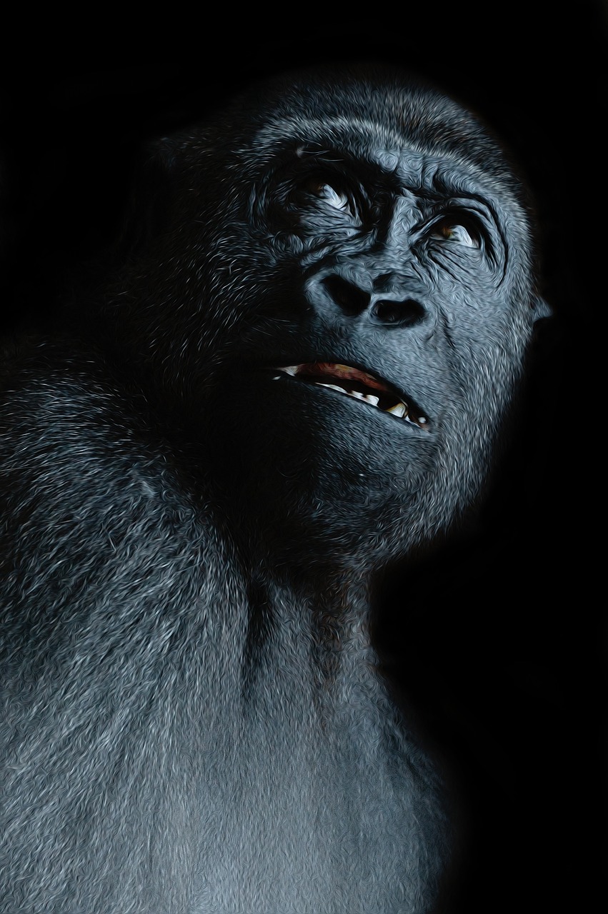 ape, view, gorilla, face, black, think, fear, doubt, mistrust, eyes, gorilla, gorilla, doubt, doubt, doubt, doubt, doubt, mistrust