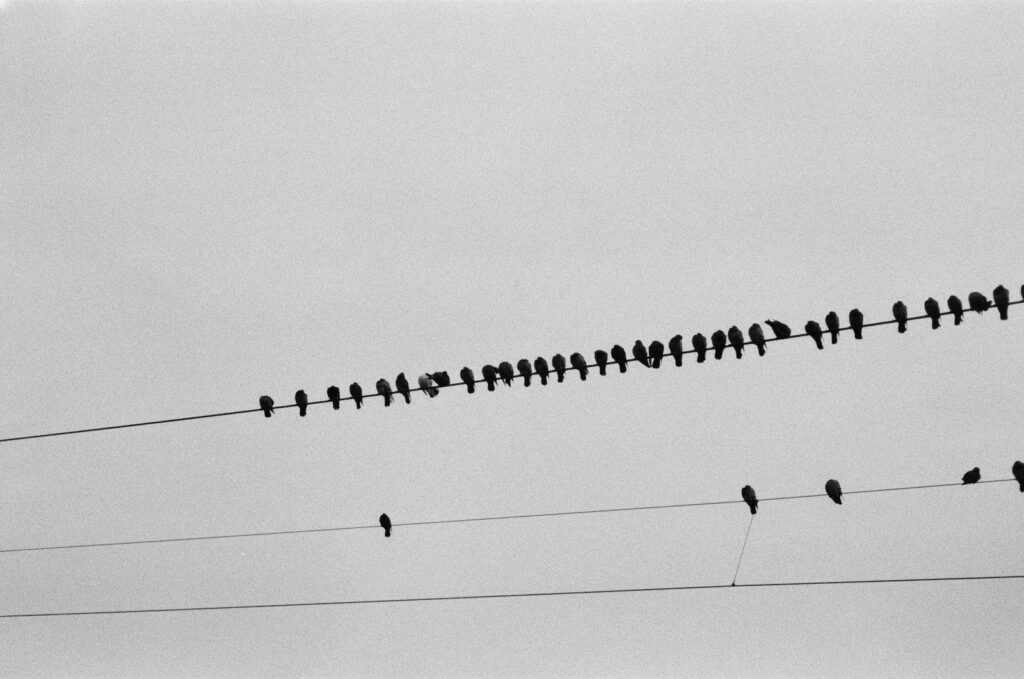 a flock of birds sitting on top of power lines