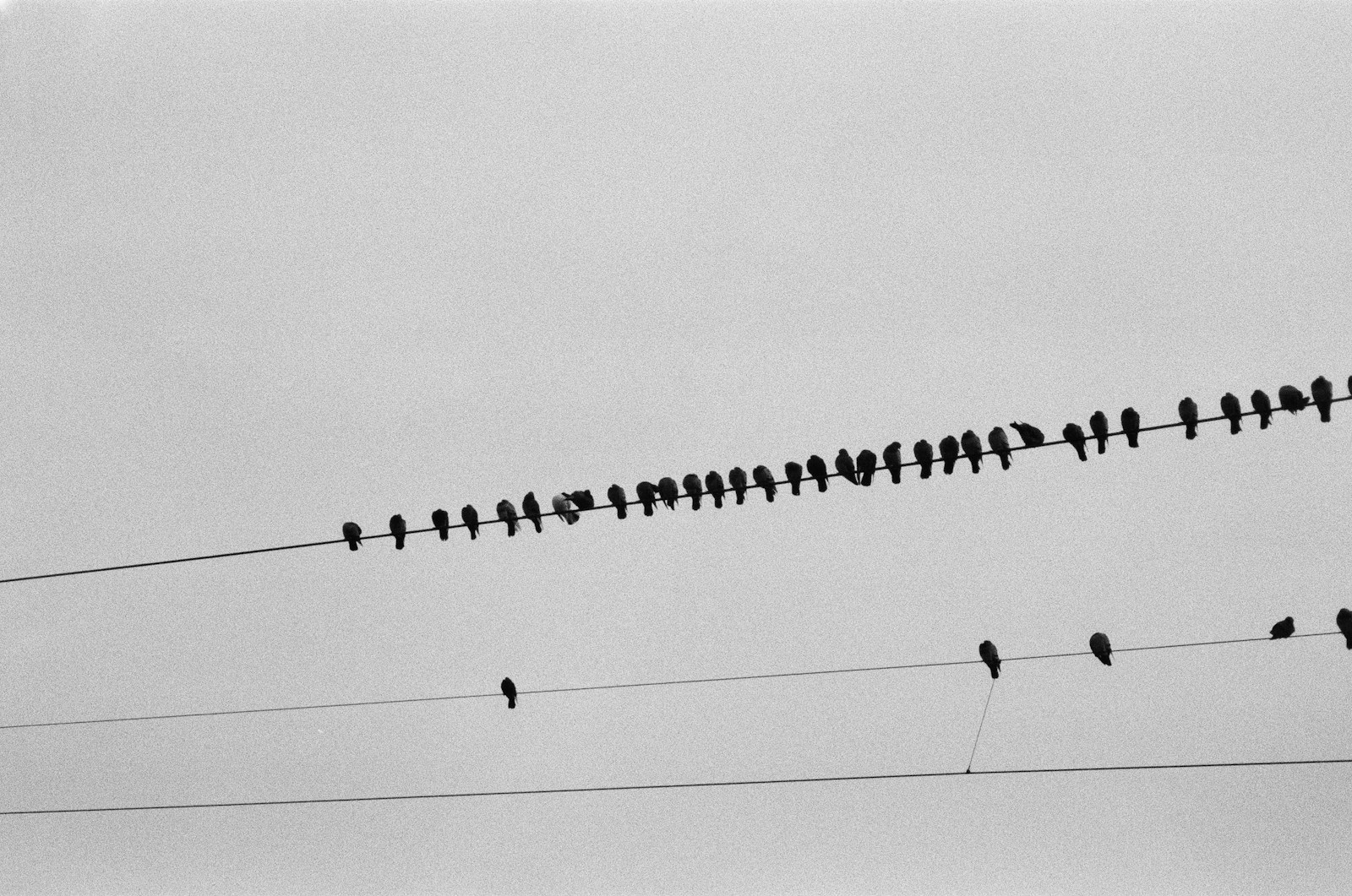 a flock of birds sitting on top of power lines