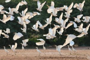 A dynamic scene of herons flying in unison over a nature setting, showcasing wildlife in motion.
