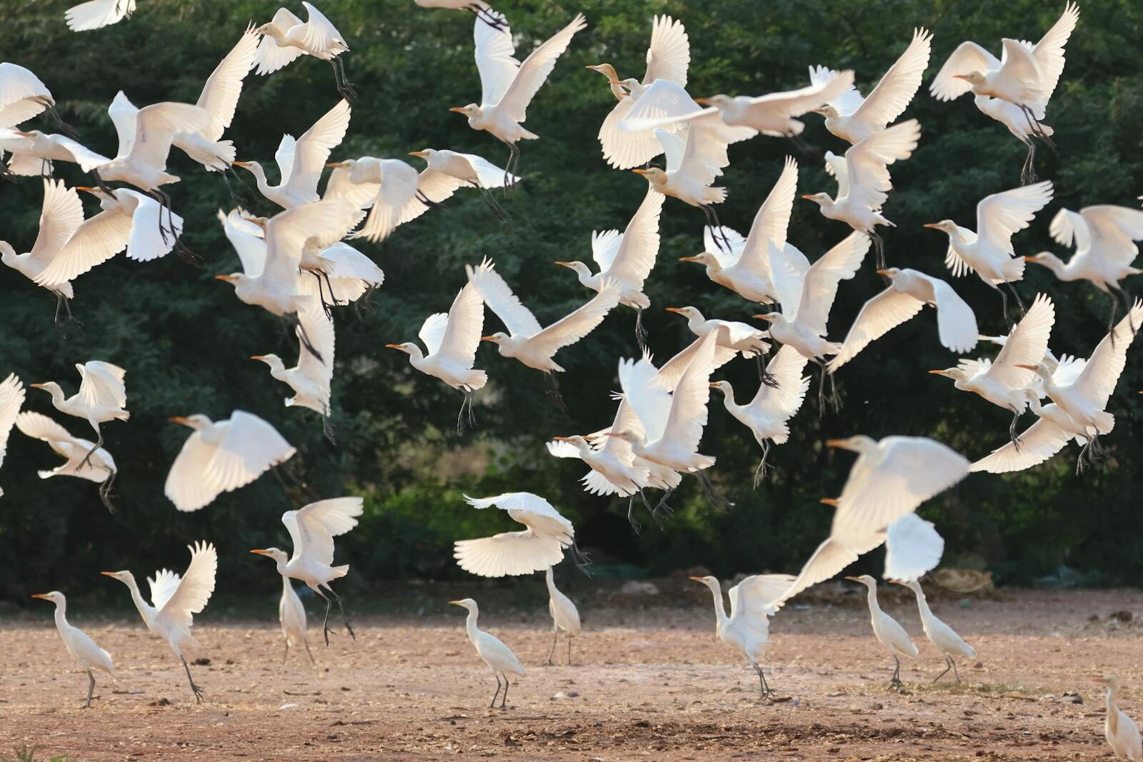 A dynamic scene of herons flying in unison over a nature setting, showcasing wildlife in motion.